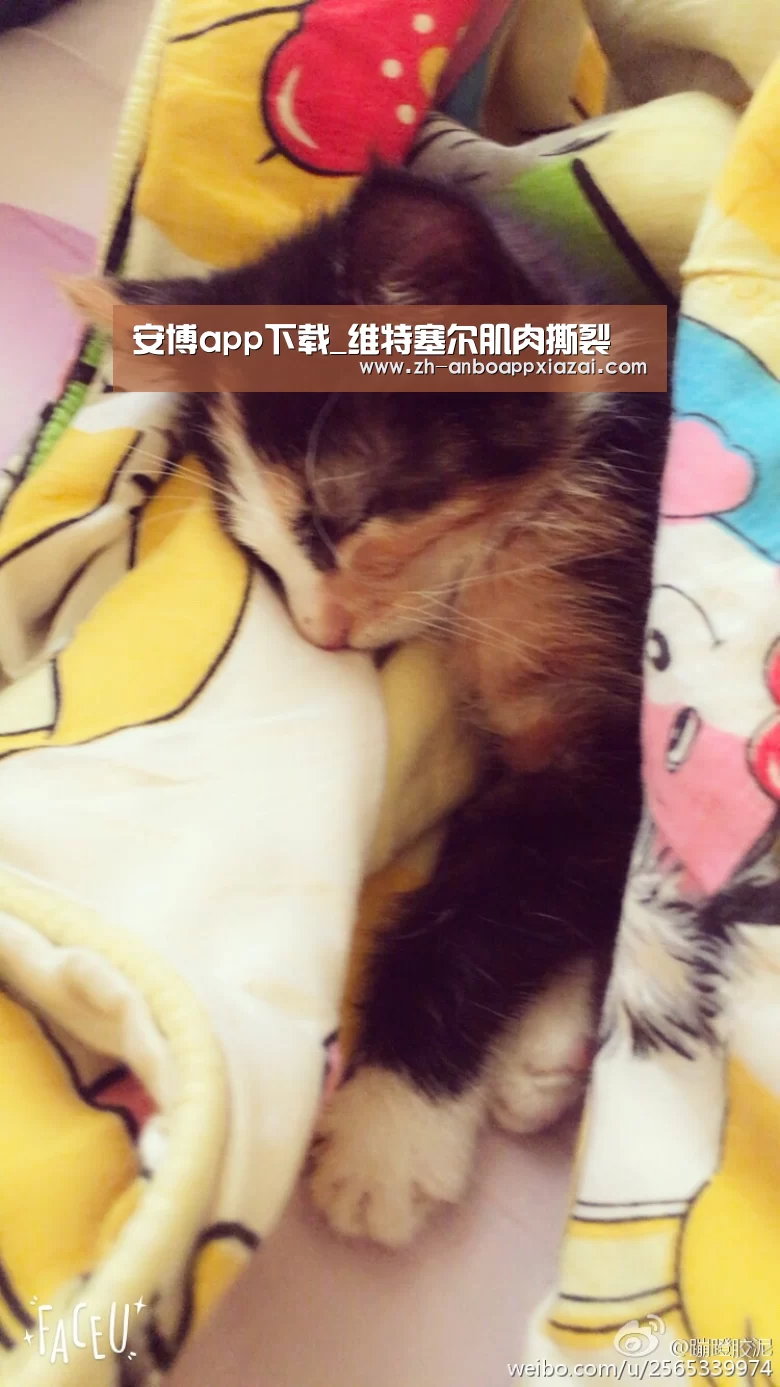安博app下载_维特塞尔肌肉撕裂(图2) 安博app下载